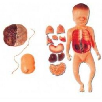 BABY WITH FETUS, VISCUS AND PLACENTA (SOFT)